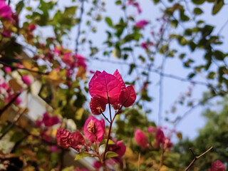 Bougainvillea is a genus of thorny ornamental vines, bushes, and trees belonging to the four o' clock family, Nyctaginaceae.