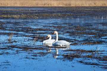 Two birds swimming in the spring backwaters.