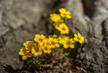 Flores amarillas pequeñas 