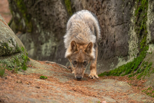 Lone wolf (Canis lupus) running in autumn forest Czech Republic