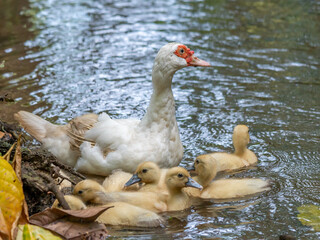 Group of Ducklings with their mother, outdoors domestic duck.