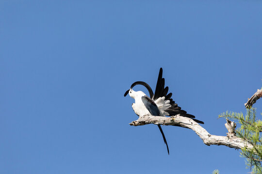 Preening swallow tailed kite Elanoides forficatus bird of prey perches on a branch