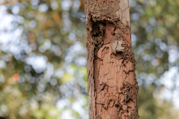 Close-up of old wooden house pillar There are traces of termites. The wooden pole looks dangerous. Should be protected from termites. Or should change to a steel a pole