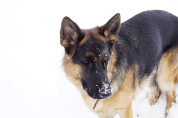 German Shep 3