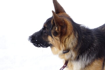 German Shep 6 