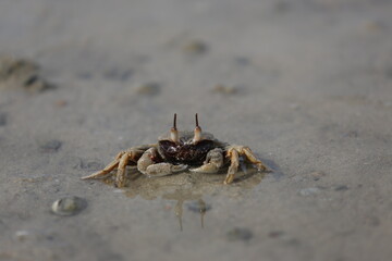 Natural crabs are standing still and staring for food.