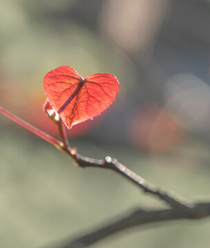 Tiny Red Leaf On A Spring Redbud Tree