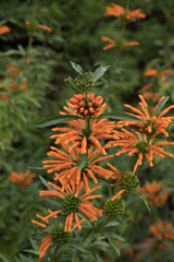 Exotic flowering plants. Closeup view of Leonotis leonurus, also known as Lion's ear, green leaves and tubular flowers of orange petals, spring blooming in the garden. 