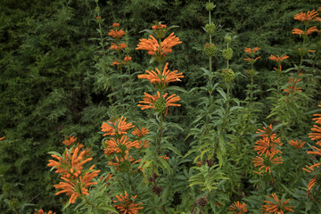 African flora. Closeup view of Leonotis leonurus, also known as Lion's ear, green leaves and...
