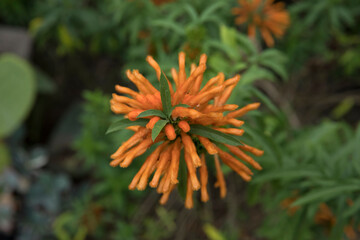 Ornamental exotic plants. Closeup top view of Leonotis leonurus, also known as Lion's ear, green leaves and tubular flowers of orange petals, spring blooming in the garden. 