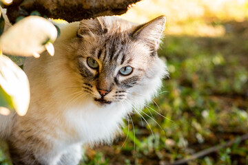 Pets in Nature