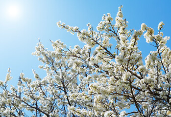 Blue sky and plum blossoms