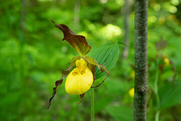 Cypripedium parviflorum - Lady's slipper orchid in a lush green forest