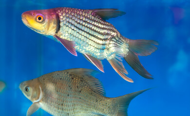 Beautiful fish swimming in fish tank. Their bodies with deformed tails create a unique look and are...