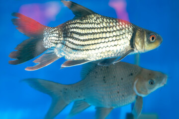 Beautiful fish swimming in fish tank. Their bodies with deformed tails create a unique look and are raised for relaxation