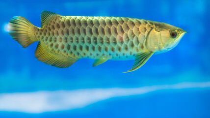 Arowana in aquarium, a favorite fish with long body, beautiful dragon shape colorful for decoration in the aquarium in rich family