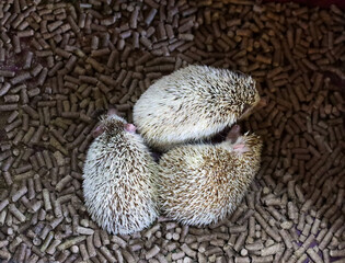 3 Cute Prickly Hedgehogs on a wood filler in the zoo