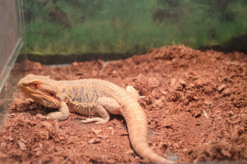 Australian reptile bearded Agama bright orange color in the brown ground.  Lizard. There are a large group of diverse reptiles containing approximately 6,000 species all over the world..