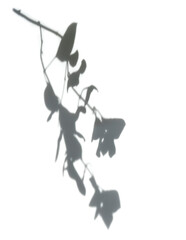 the shadow leaves in white background. realistic leaf overlay effect illustration. the light and shadow silhouette of tropical nature to decorate creative design.