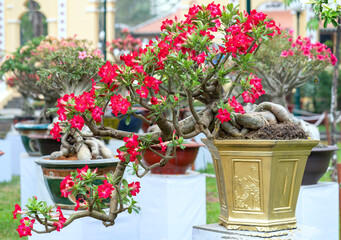 Fototapeta na wymiar Tropical frangipani bonsai tree flowers blooming in the garden flavor shine when spring lunar new year 2021 comes