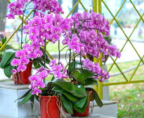 Phalaenopsis orchids bloom in spring lunar new year 2021 adorn the beauty of nature, a rare wild orchid decorated in tropical gardens