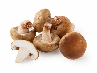 Shiitake mushroom on the White background