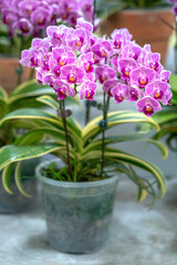 Phalaenopsis orchids bloom in spring lunar new year 2021 adorn the beauty of nature, a rare wild orchid decorated in tropical gardens