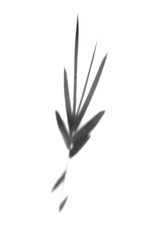 Fototapeta premium the shadow of bamboo leaves in white background. realistic leaf overlay effect illustration. the light and shadow silhouette of tropical nature to decorate creative design.