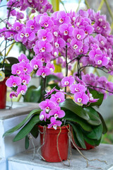 Phalaenopsis orchids bloom in spring lunar new year 2021 adorn the beauty of nature, a rare wild orchid decorated in tropical gardens