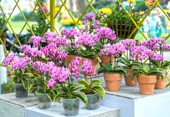 Fototapeta na wymiar Phalaenopsis orchids bloom in spring lunar new year 2021 adorn the beauty of nature, a rare wild orchid decorated in tropical gardens