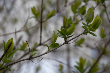 Fototapeta na wymiar Green leaves sprouting on a tree in spring