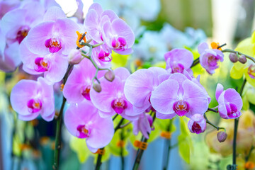 Fototapeta na wymiar Phalaenopsis orchids flowers bloom in spring lunar new year 2021 adorn the beauty of nature, a rare wild orchid decorated in tropical gardens 
