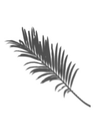 the shadow palm leaves in white background. realistic frond overlay effect illustration. the light and shadow silhouette of nature to decorate creative design.