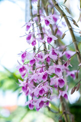 Fototapeta na wymiar Dendrobium Aphyllum orchids flowers bloom in spring lunar new year 2021 adorn the beauty of nature, a rare wild orchid decorated in tropical gardens