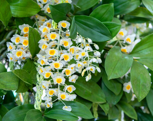 Dendrobium Aphyllum orchids flowers bloom in spring lunar new year 2021 adorn the beauty of nature,...