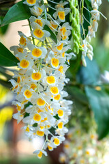 Dendrobium Aphyllum orchids flowers bloom in spring lunar new year 2021 adorn the beauty of nature, a rare wild orchid decorated in tropical gardens