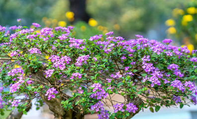 Alyssum flower tree blooms in the ecological garden in the spring of the Lunar New Year 2021