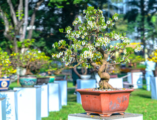 Apricot bonsai tree blooming with yellow flowering branches curving create unique beauty. This is a special wrong tree symbolizes luck, prosperity in spring Vietnam Lunar New Year 2021