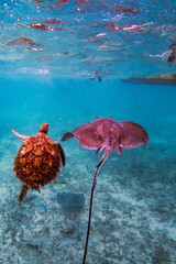 Turtle and Stingray © andrea