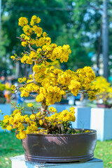 Fototapeta na wymiar Apricot bonsai tree blooming with yellow flowering branches curving create unique beauty. This is a special wrong tree symbolizes luck, prosperity in spring Vietnam Lunar New Year 2021