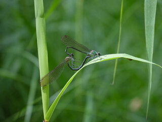 イトトンボの交尾(札幌市西岡公園) / Damselfly mating (Nishioka Park, Sapporo City)