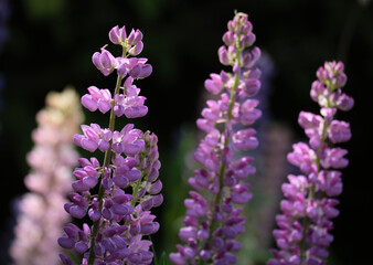 Obraz premium ルピナス（Lupine）