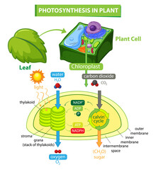 Fototapeta premium Diagram showing process of photosynthesis in plant
