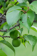 平岡公園梅林の梅の実（Plum fruit in the plum grove of Hiraoka Park）