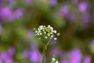 ホトケノザのピンク色を背景に撮影した、ナズナ（別名ペンペン草）の花のクローズアップ
