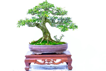 Bonsai tree isolated on white background in a pot plant with many different unique shapes symbolizing an abstraction in the life that humans must overcome to survive