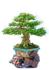 Fototapeta premium Bonsai tree isolated on white background in a pot plant with many different unique shapes symbolizing an abstraction in the life that humans must overcome to survive