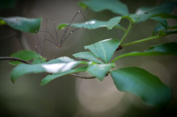 Granddaddy long legs