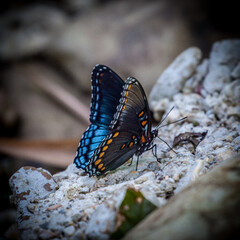 Butterfly on the rock