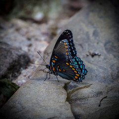 Fototapeta na wymiar Butterfly on the rock
